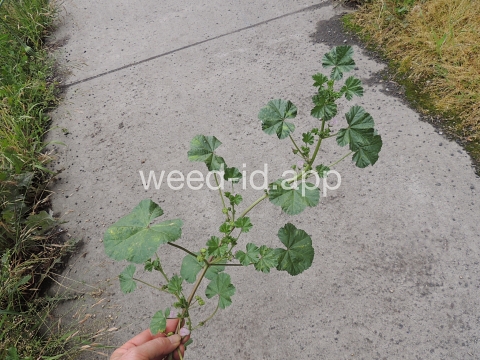 mallow, common
